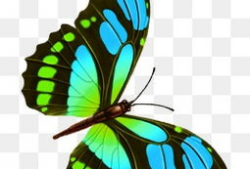 漫画蝴蝶图片,自然界的色彩舞者